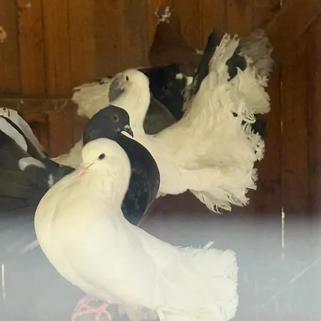 בית נופש Village Gecat-villa